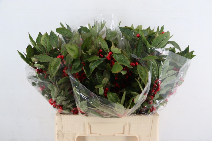 <h4>ILEX VE WINTER GOLD</h4>