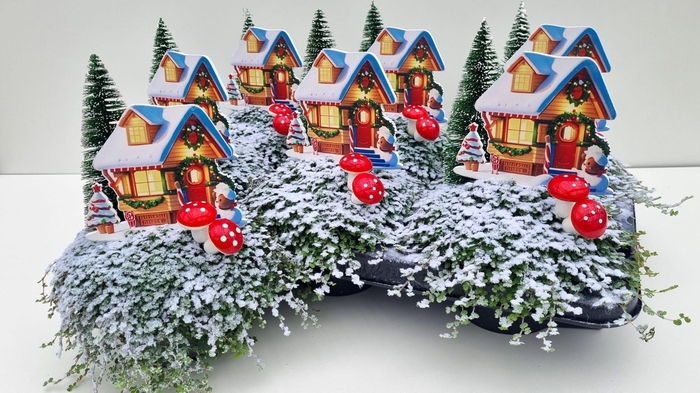 <h4>SOLEI SOL GROEN</h4>