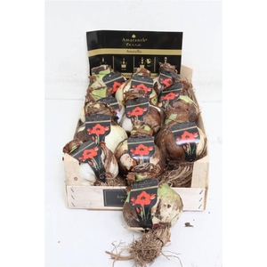 Bloembol Amaryllis Horizon 38*40 Xl