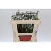 Kaaps Groen Tortum White