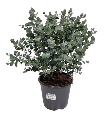 <h4>Eucalyptus Gunnii Bush</h4>