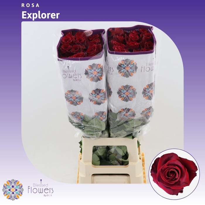 <h4>Rosa gr Freedom</h4>