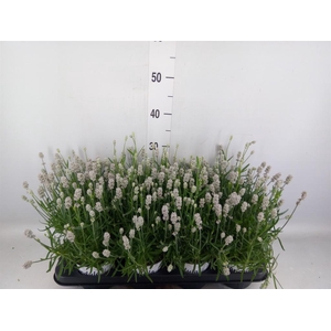 Lavandula angus. 'Aromatico Silver'