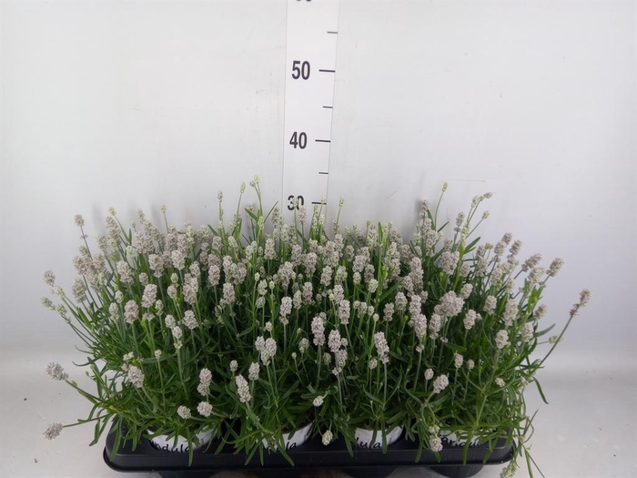 <h4>Lavandula angus. 'Aromatico Silver'</h4>