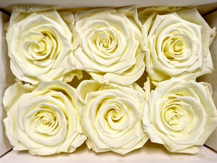 Ro Pres Classic Creme