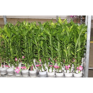 DRACENA LUCKY BAMBOO P12