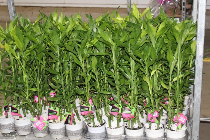DRACENA LUCKY BAMBOO P12