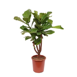 Ficus Lyrata vertakt FiLy30Vt