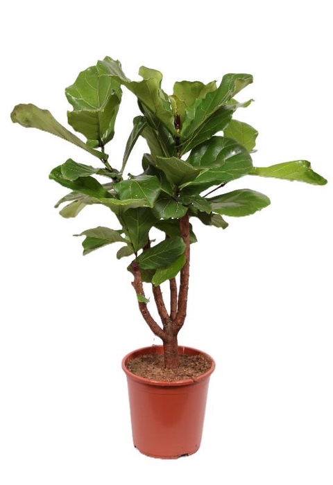 <h4>Ficus Lyrata vertakt FiLy30Vt</h4>