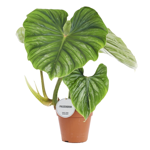 <h4>Philodendron Plowmanii</h4>