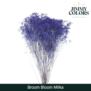 Broom Bloom Milka