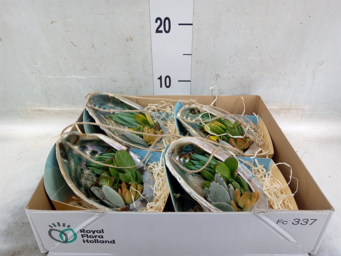<h4>Planten  ..in schelp L%</h4>