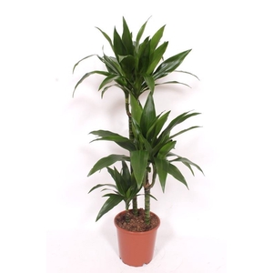 Dracaena frag. 'Janet Craig'