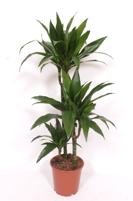 <h4>Dracaena frag. 'Janet Craig'</h4>