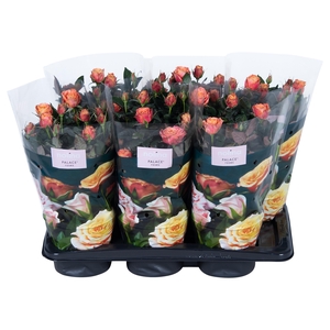Nolina Roses Ø 17 cm Orange st. 1-2