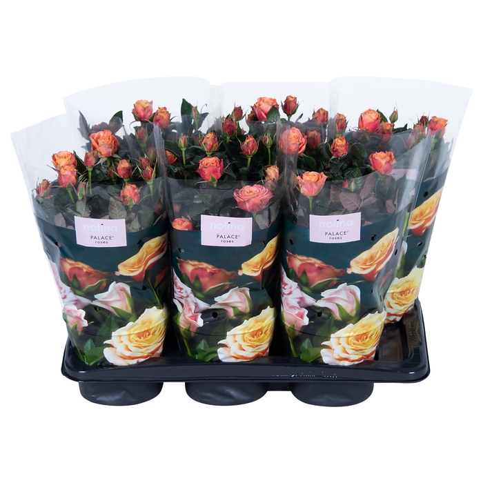 <h4>Nolina Roses Ø 17 cm Orange st. 1-2</h4>