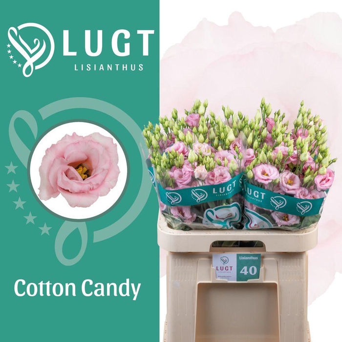 <h4>Lisianthus do cotton candy</h4>