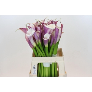 Zantedeschia Eydolls Purple White