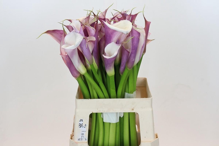 <h4>Zantedeschia Eydolls Purple White</h4>