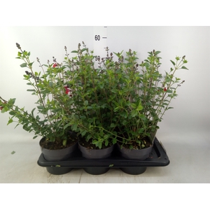 Salvia   ...