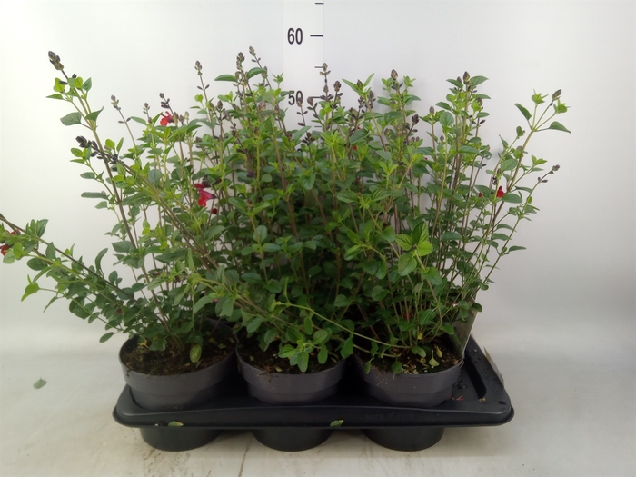 <h4>Salvia   ...</h4>