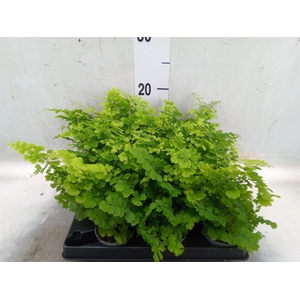 Adiantum raddi. 'Fritz-Luthi'