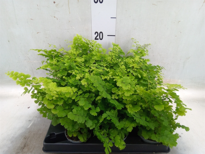 <h4>Adiantum raddi. 'Fritz-Luthi'</h4>
