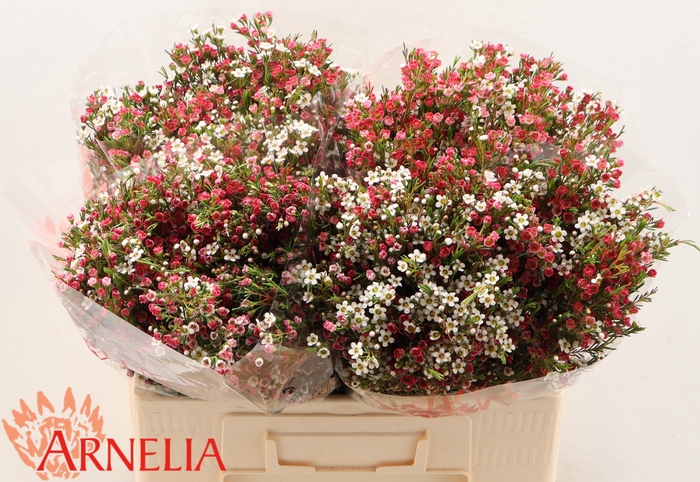 <h4>CHAME UN MY SWEET 16</h4>