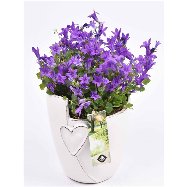 <h4>Keramiek pot met hart 12.5CM</h4>