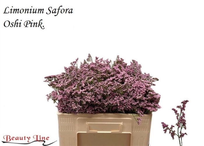 <h4>LIMONIUM SAFORA OSHI PINK LIM SAF O</h4>