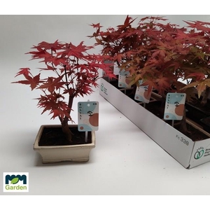 BONSAI OV