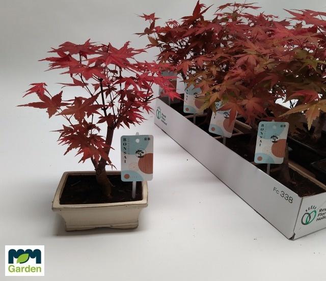 <h4>BONSAI OV</h4>