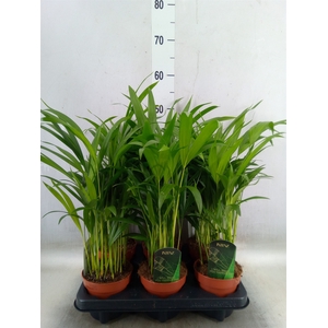 Dypsis lutescens   ...Chrysalidoca