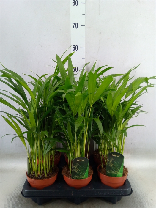 <h4>Dypsis lutescens   ...Chrysalidoca</h4>