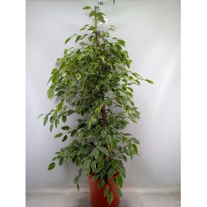 Ficus benja. 'Golden King'