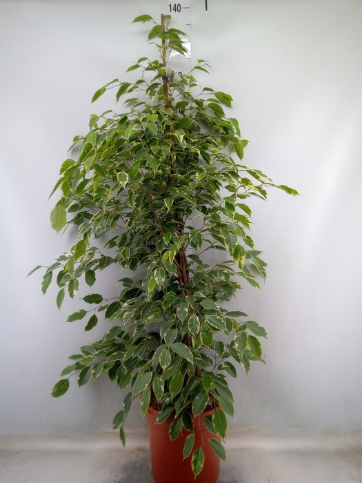 <h4>Ficus benja. 'Golden King'</h4>