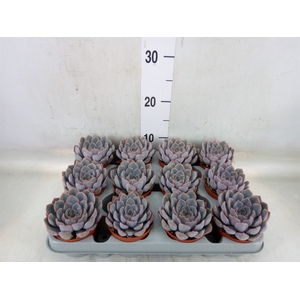 Echeveria  'Orion'