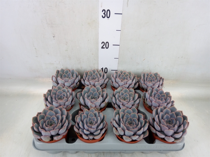 <h4>Echeveria  'Orion'</h4>