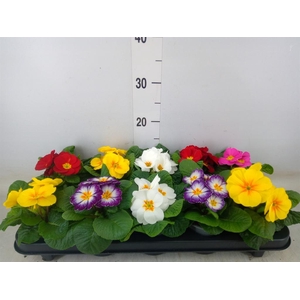 Primula ac.   ...mix