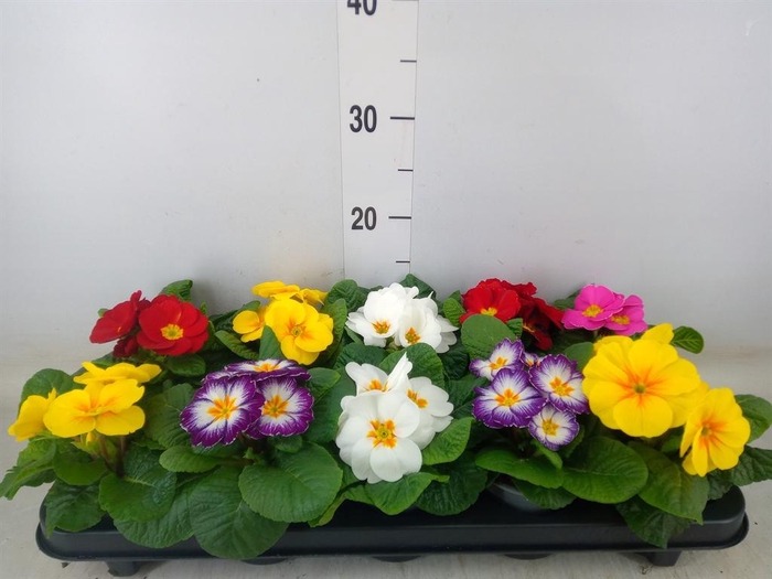 <h4>Primula ac.   ...mix</h4>