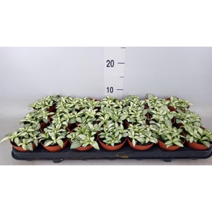 Fittonia  'Mosaic White Forest Fla'