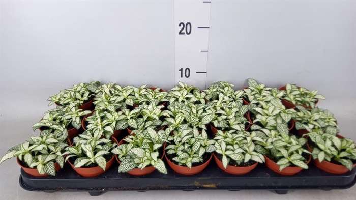 <h4>Fittonia  'Mosaic White Forest Fla'</h4>