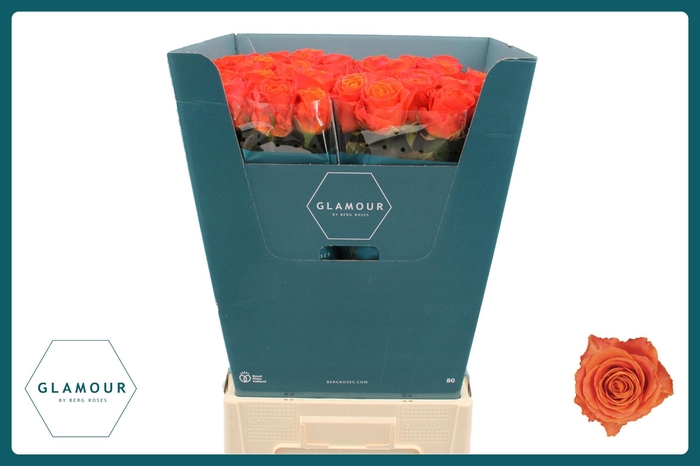 <h4>R GR CLARENCE+</h4>