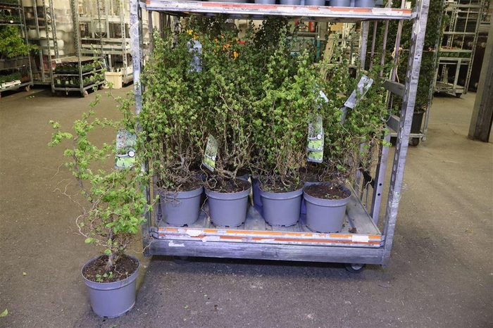 <h4>arr8 Corylus Ov</h4>