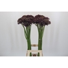 Allium Miami