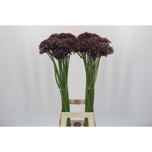 Allium Miami