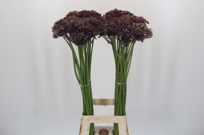 <h4>Allium Miami</h4>