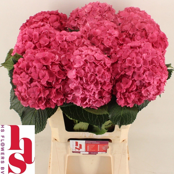 <h4>Hydrangea 'Royal Anastasia Rose' 20cm</h4>