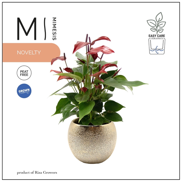 <h4>Mimesis Anthurium KARMA Lava - 12cm Bubbly Gold</h4>