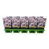Allium senescens